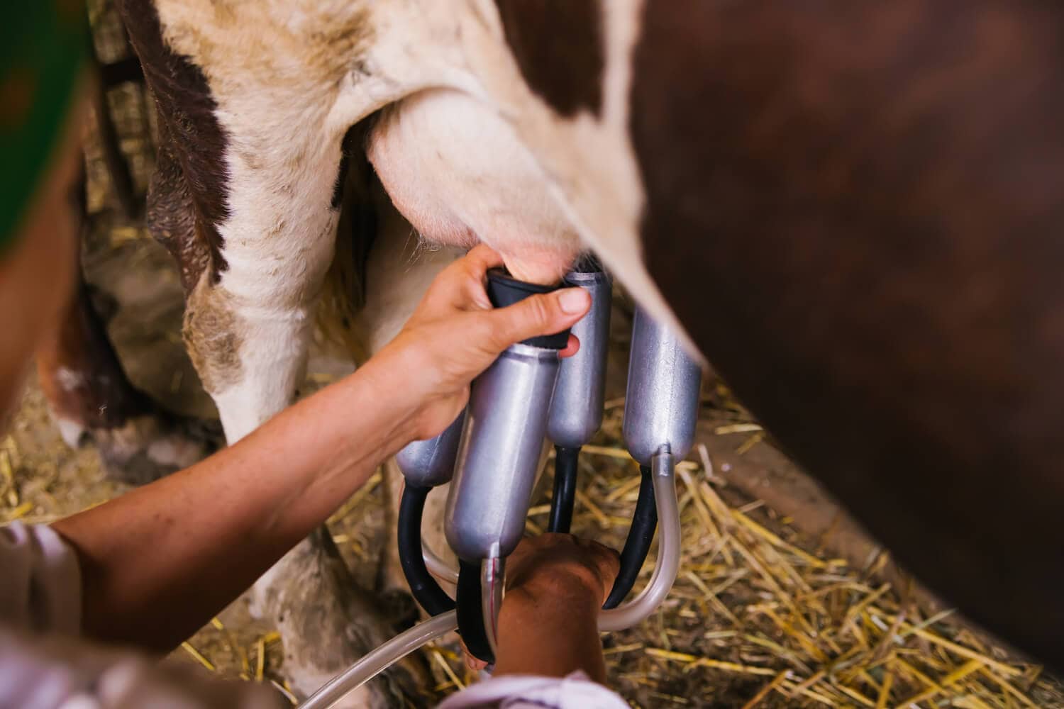 Tipos de ordenha: Manejo de animais na ordenha da vaca leiteira. - Agro ...