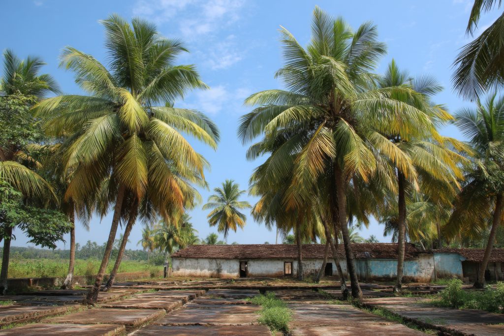 Palmeiras de coco em área de cultivo