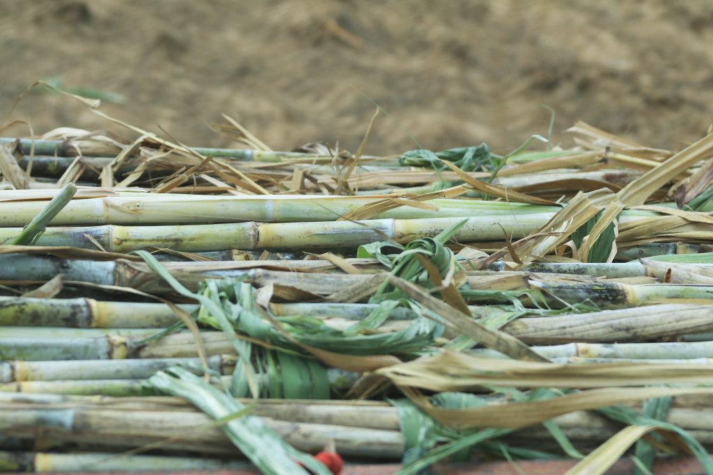 Cana-de-açúcar como origem de coprodutos agroindustriais