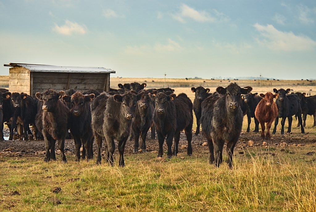 Lote de bovinos em campo