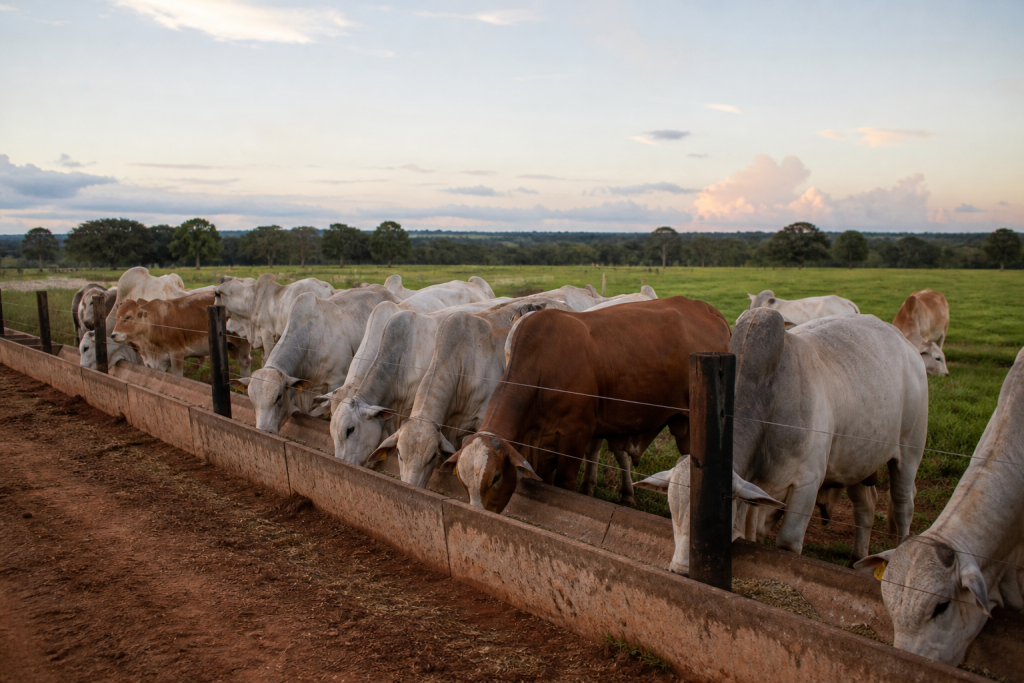 Bovinos de corte em cocho durante alimentacao