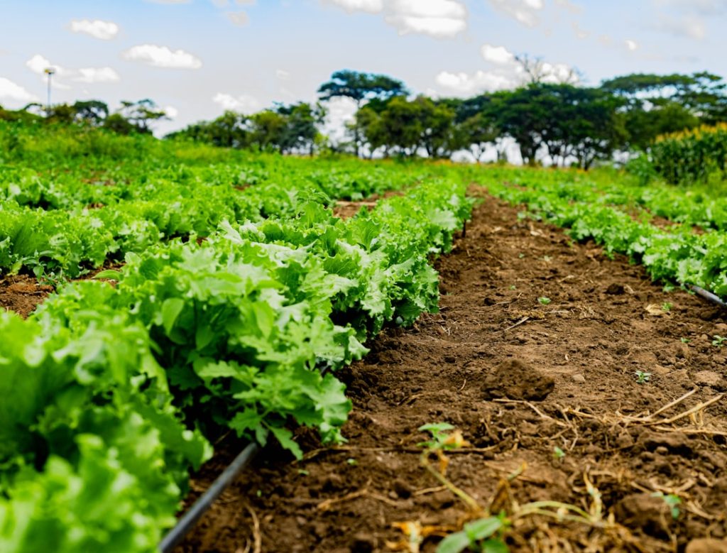 Preços do sebo bovino permanecem estáveis no agronegócio