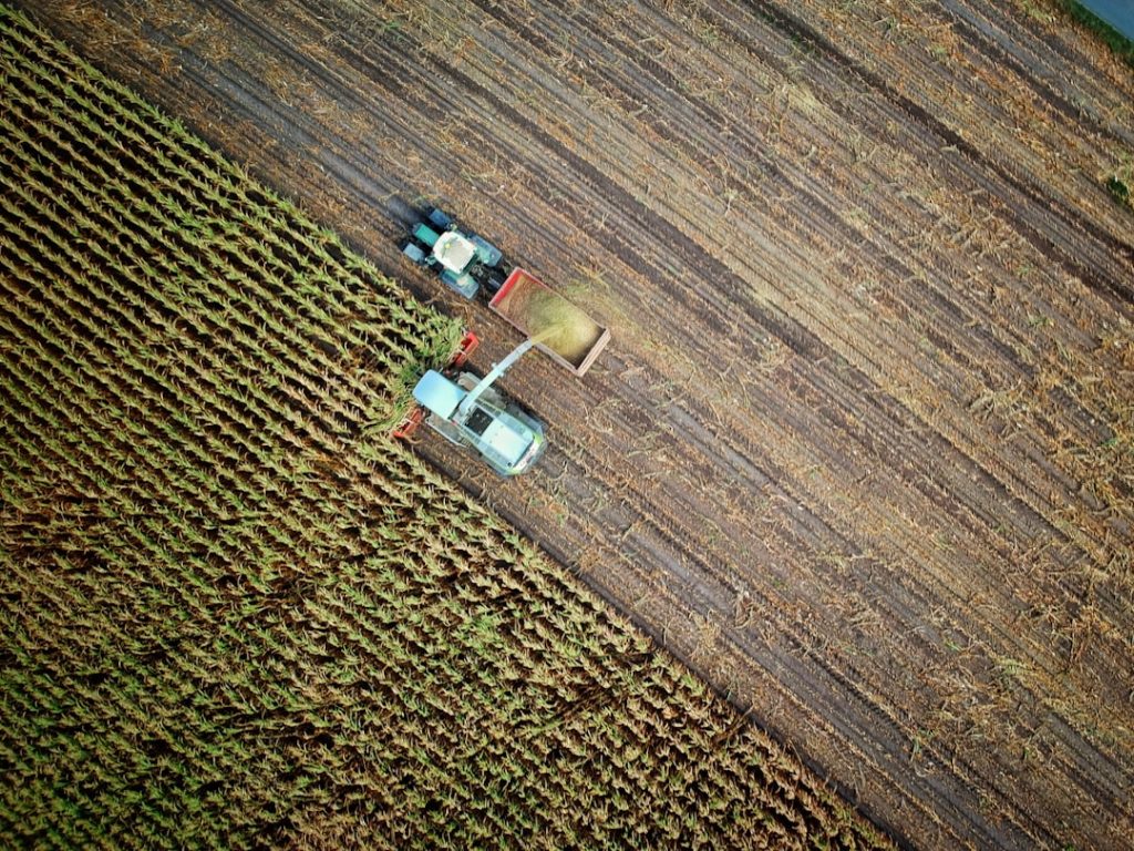 Importância do manejo sanitário e seu impacto na rentabilidade da pecuária no agronegócio