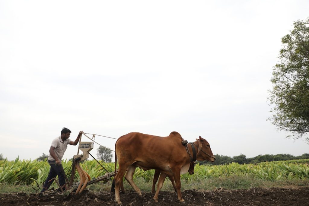 Ração para bovinos deve conter proteínas, energéticos e minerais no agronegócio