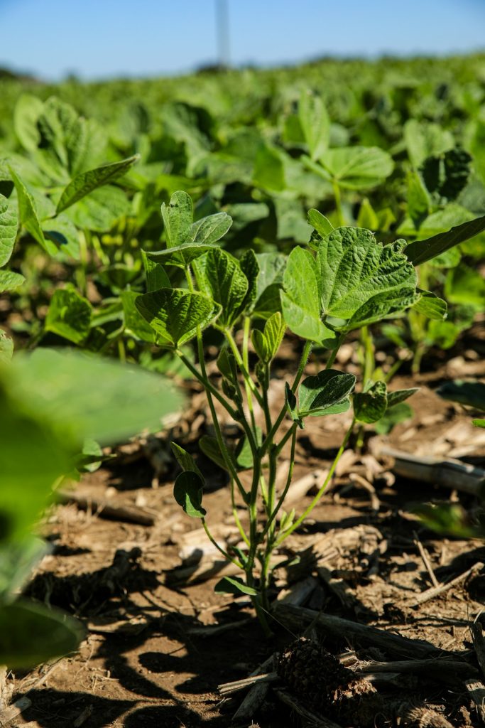 Subproduto/coproduto do algodão na alimentação animal no agronegócio