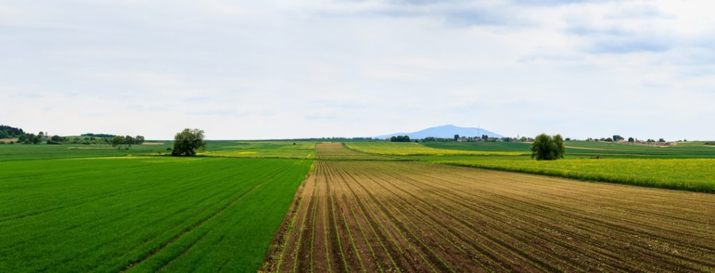 Nutrição animal está diretamente ligada à produtividade no agronegócio