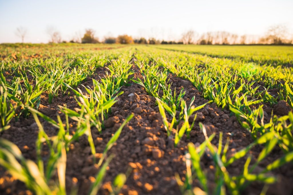 Sorgo é opção econômica e nutritiva para alimentação de animais no agronegócio