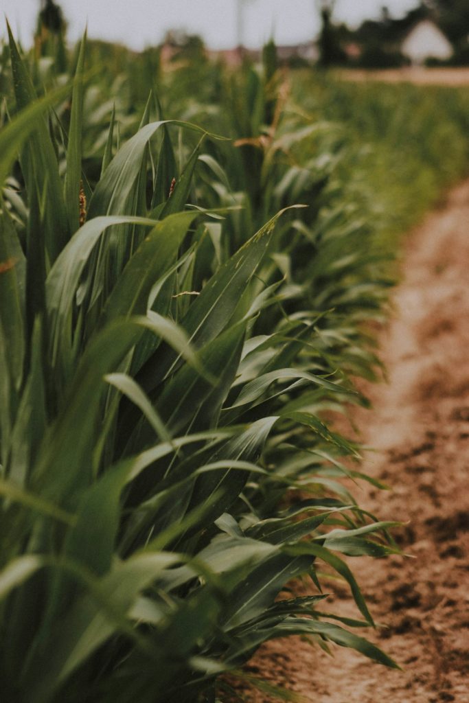 Cresce procura por DDG para alimentação animal no agronegócio