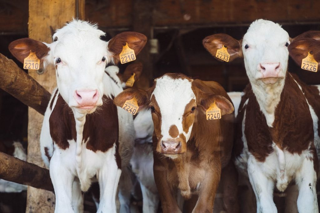 Indústria de ração animal no mundo fatura cerca de US$400 bi por ano no agronegócio