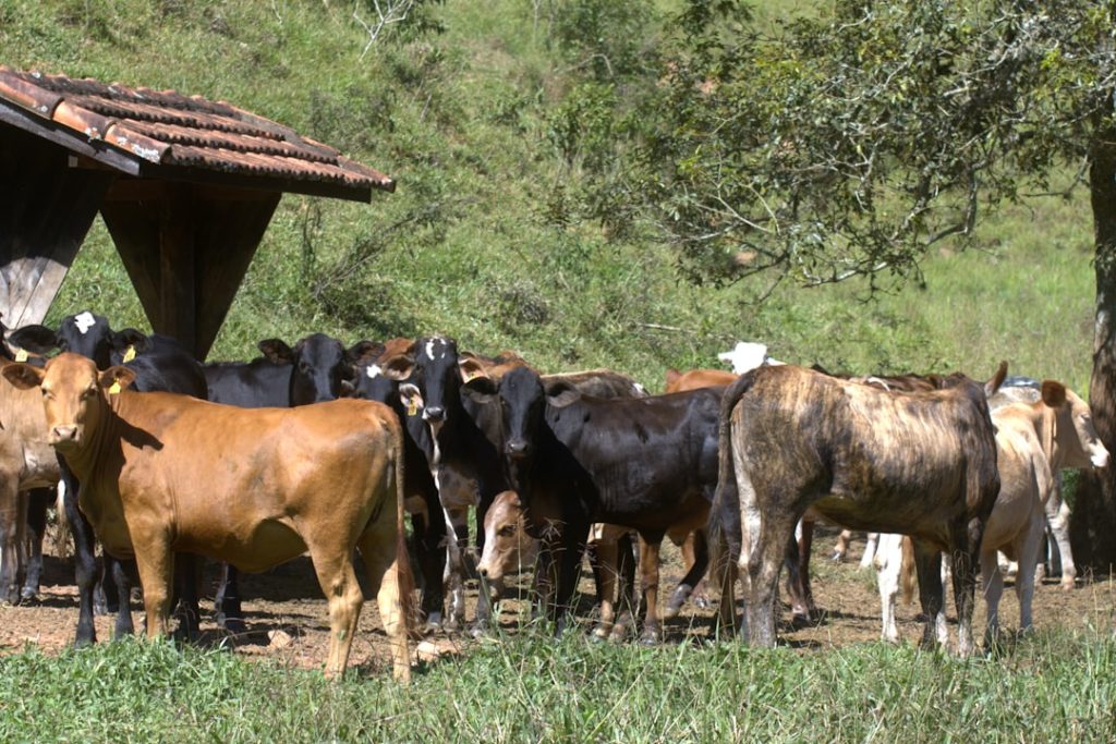 Variedade de raças leiteiras diversifica a produção no país no agronegócio