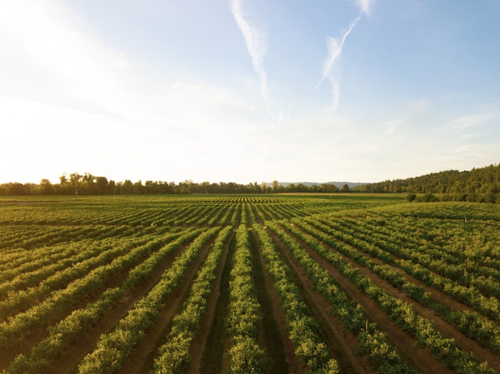 Subprodutos do cultivo do coco podem ser úteis para alimentação animal no agronegócio