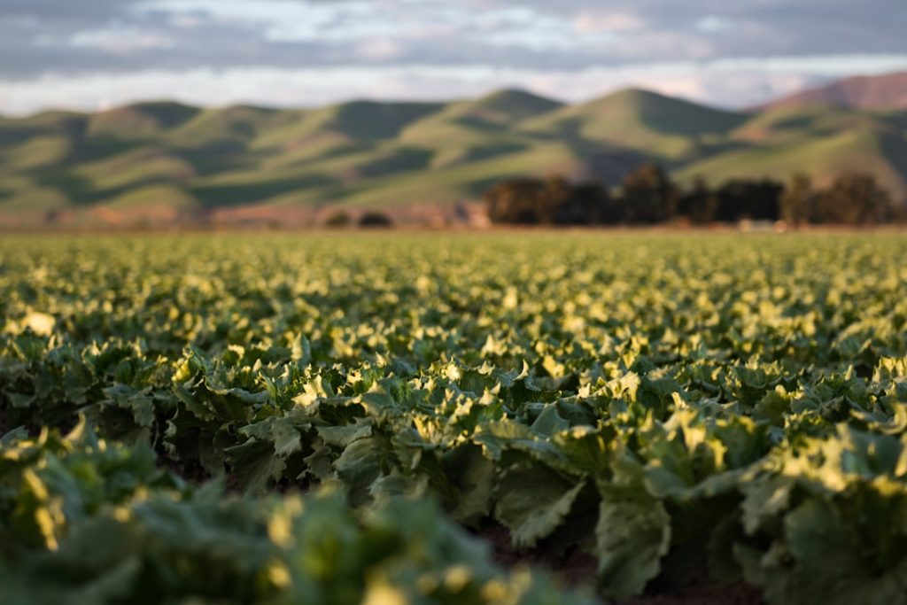 Calcário deve ser mantido nos custos de produção, afirmam especialistas no agronegócio