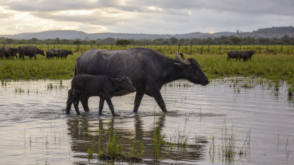 Rebanho de búfalos domésticos em área alagada de uma propriedade rural