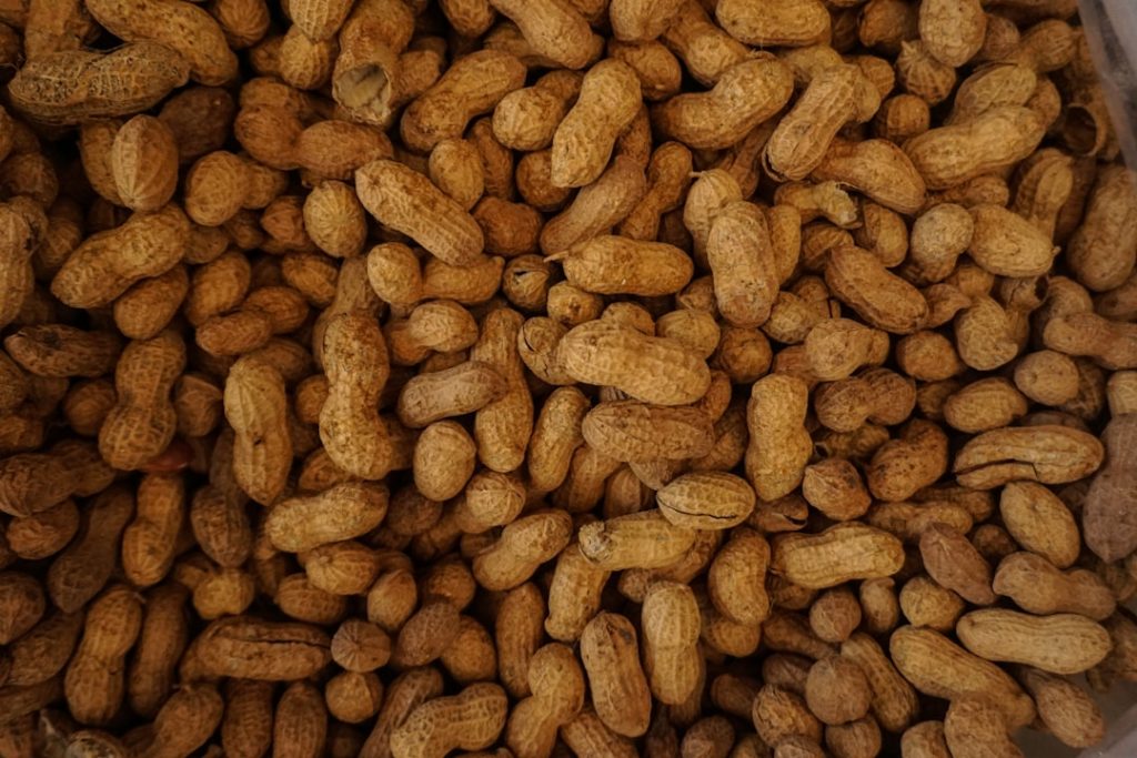 Grãos de amendoim e lavoura agrícola para suplementação animal