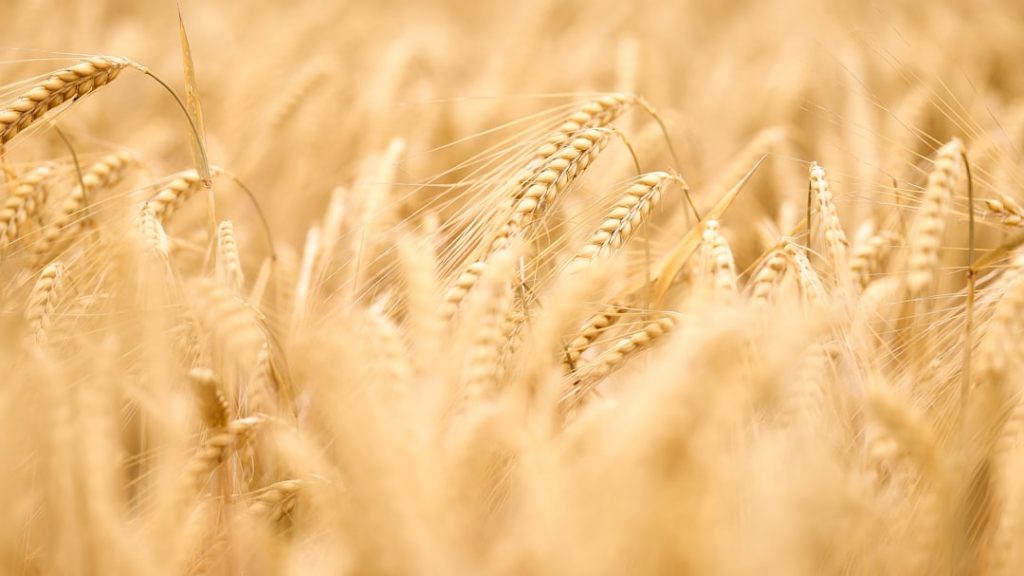 Grãos de trigo e palhada em campo agrícola para nutrição