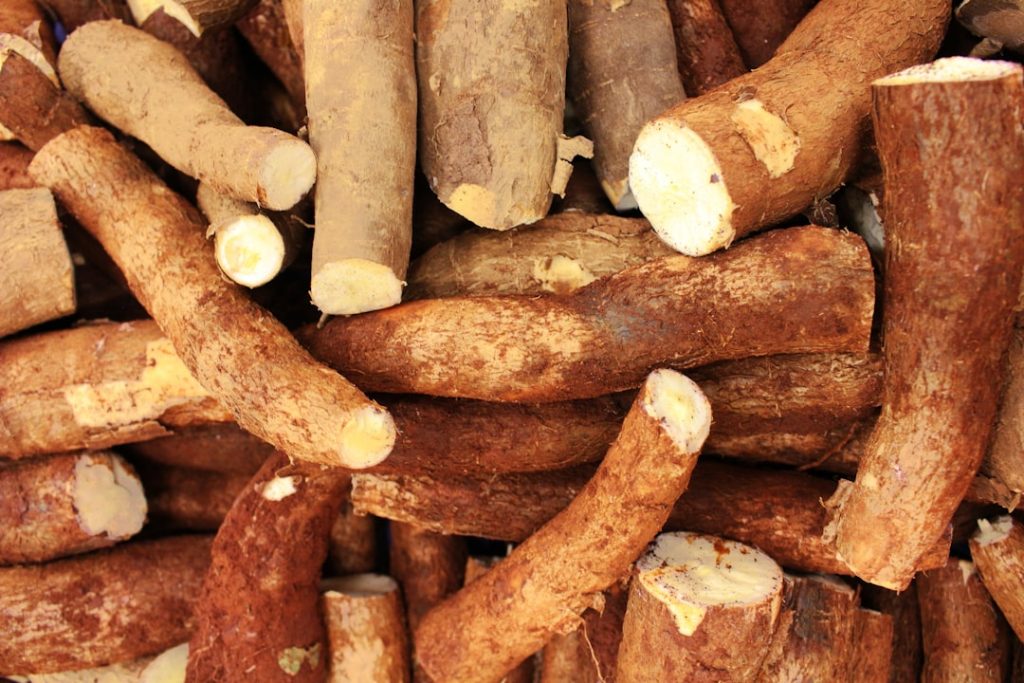 Raízes de mandioca em cultivo agrícola para coprodutos