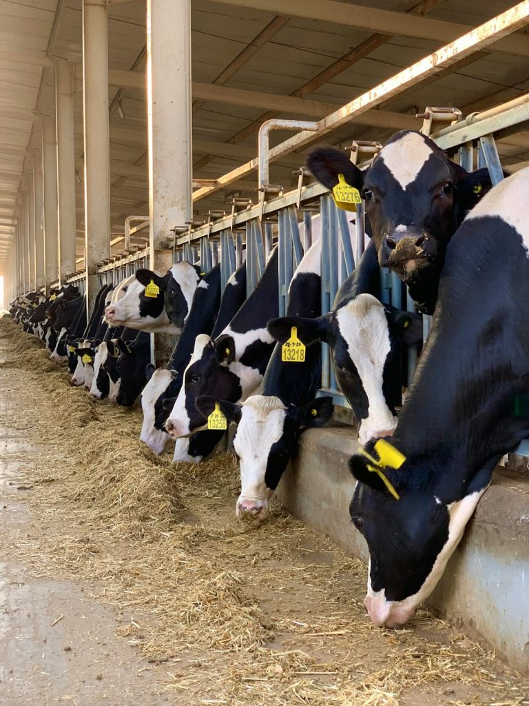 Vacas leiteiras em lactação e nutrição com coprodutos de alta qualidade