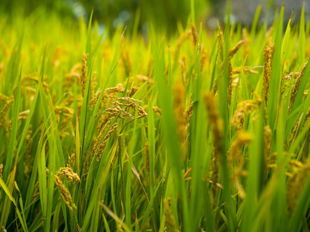 Lavoura de arroz e coprodutos para suplementação de ruminantes