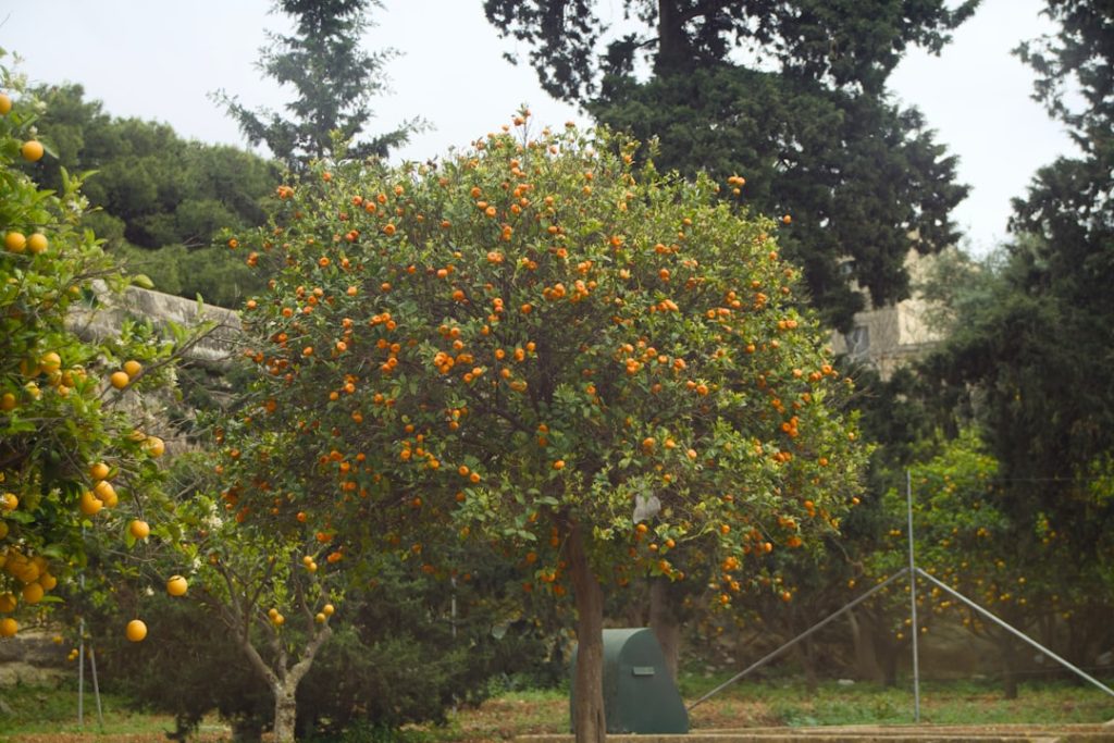 Pomar de citrus e colheita de laranja para coprodutos rurais
