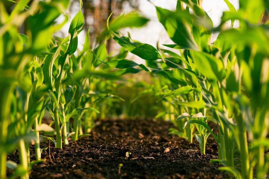 Aproveitamento de biomassa e economia circular no campo