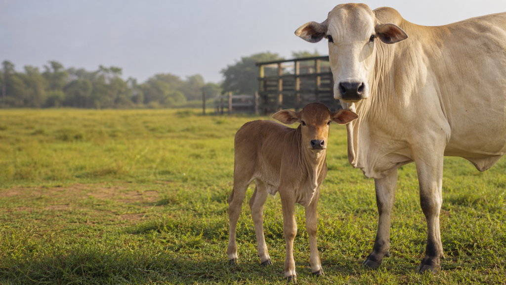 Vaca e bezerro saudáveis em pastagem verde, representando o cuidado com a saúde desde o nascimento até o desmame.
