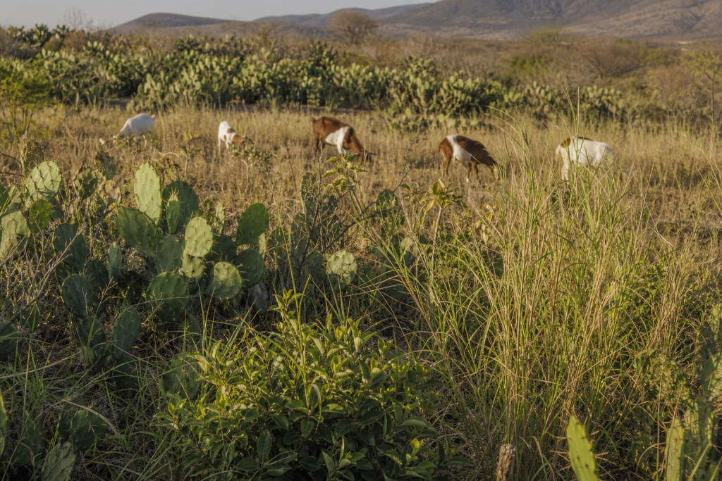 Diversas plantas forrageiras, incluindo cactáceas e gramíneas, com caprinos em uma área semiárida brasileira