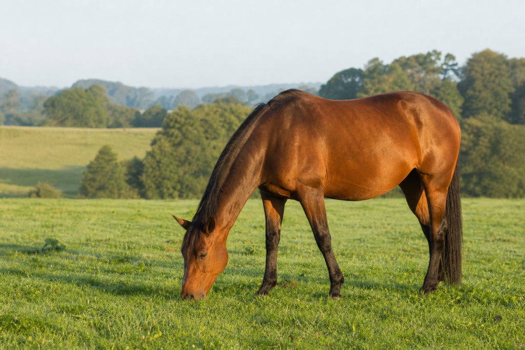 Cavalo castanho pastando em uma área verde, em uma cena de cuidado preventivo com a saúde dos equinos