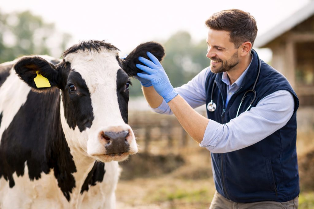 Profissional avaliando bovino em atendimento de campo
