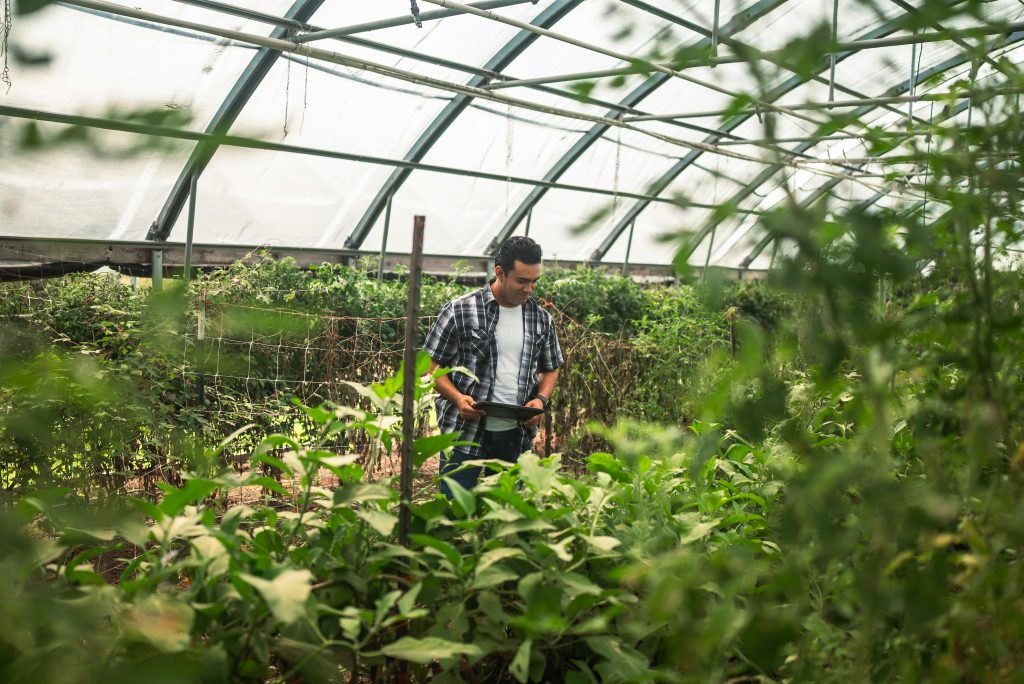 Produtor em estufa agrícola durante manejo de plantas